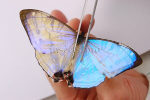 :::BULK SALE:::: Morpho sulkowskyi A1/A1- ♂ GOOD PRICE