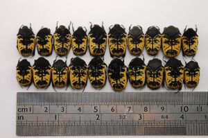 Gymnetis merops A1 ♂ SET of 20 sp.