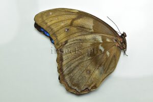 Morpho godartii tingomariensis A1 ♂ ABERRATION*
