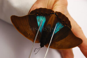 Noreppa chromus chromus A1 ♀ RARE FEMALE