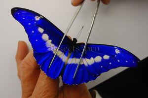 :::BULK SALE:::: Morpho rhetenor helena A1 ♂ HIGH QUALITY ELECTRIC BLUE MORPHO see note in description*