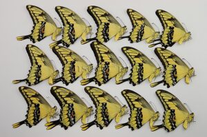 :::BULK SALE:::: Heraclides thoas cinyras A1 ♂ SWALLOWTAIL
