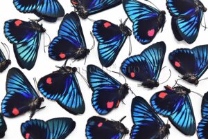 :::BULK SALE:::: Necyria bellona westwoodi A1 ♂ ELECTRIC BLUE