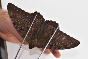 Ascalapha odorata ♂