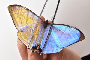 :::BULK SALE:::: Morpho sulkowskyi selenaris A1 ♂♀ MOTHER-OF-PEARL MORPHO OFFER!