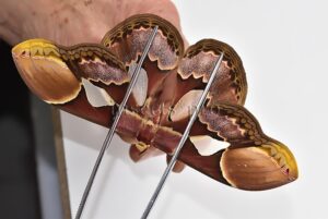 Rothschildia erycina erycina A1 ♀